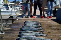 Spring-Coho-Dodge-2